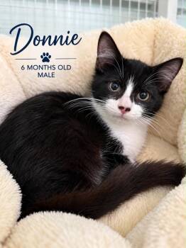 Donnie -  Domestic Medium Hair Cat for Adoption in Kingsland, Georgia - Donnie | PetCurious