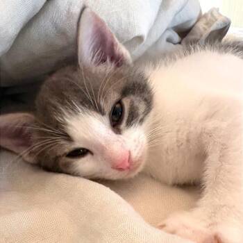 Domestic Short Hair Cats Available for Adoption in Austin, Texas - Oklahoma 5 | PetCurious