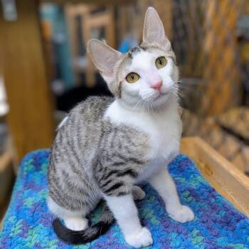 W SIBLINGS -  Domestic Short Hair Cat for Adoption in Delhi, Ontario - W SIBLINGS | PetCurious