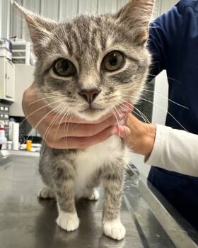 Rescue Domestic Short Hair Cats for Adoption in Hillsdale, Indiana - Lola | PetCurious