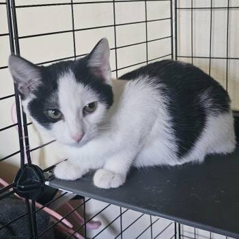 Rescue Domestic Short Hair Cats for Adoption in Los Angeles, California - Tiny Moo | PetCurious