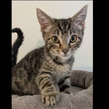 Runner -  Domestic Short Hair Cat for Adoption in Prescott, Arizona - Runner | PetCurious