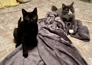 Rescue Domestic Medium Hair Cats for Adoption in Pasco, Washington - Bentley And Mercedes (Bonded Pair) | PetCurious