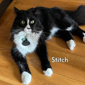 Stitch (Courtesy Posting) -  Tuxedo and Domestic Medium Hair Cat for Adoption in Hermosa Beach, California - Stitch (Courtesy Posting) | PetCurious