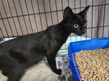 Rescue Domestic Short Hair Cats for Adoption in Mckinleyville, California - KATHERINE | PetCurious