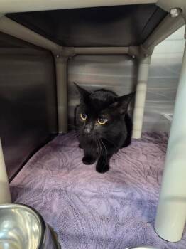Steaks -  Domestic Short Hair Cat for Adoption in Saint Charles, Missouri - Steaks | PetCurious