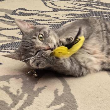 Ella -  Domestic Short Hair Cat for Adoption in Hartville, Ohio - Ella | PetCurious