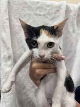 CeeCee -  Domestic Short Hair Cat for Adoption in Honolulu, Hawaii - CeeCee | PetCurious