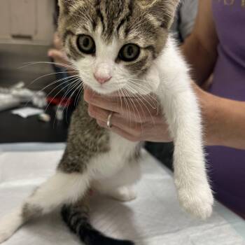 Mojito Coquito Modelo & Paloma -  Domestic Short Hair Cat for Adoption in Clifton, New Jersey - Mojito Coquito Modelo & Paloma | PetCurious