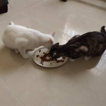 Inezhok & Iriska -  Domestic Short Hair Cat for Adoption in Waltham, Massachusetts - Inezhok & Iriska | PetCurious