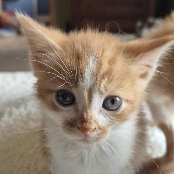 Daffy Duck -  Domestic Short Hair Cat for Adoption in Buffalo, Minnesota - Daffy Duck | PetCurious