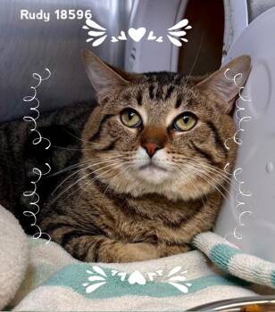 Domestic Short Hair Cats Available for Adoption in Marietta, Georgia - RUDY | PetCurious