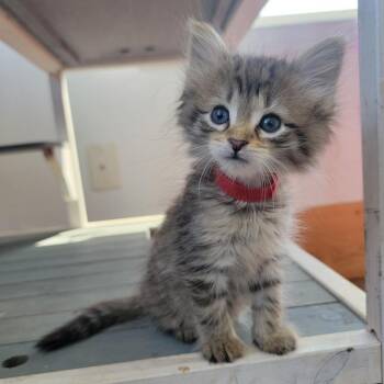 Margarita in Street, MD -  Domestic Short Hair Cat for Adoption - Margarita In Street, MD | PetCurious