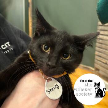 Sherry -  Domestic Short Hair Cat for Adoption in West Allis, Wisconsin - Sherry | PetCurious