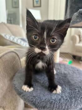OLIVE -  Domestic Short Hair Cat for Adoption in Conroe, Texas - OLIVE | PetCurious