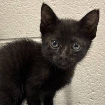 Dr Pepper -  Domestic Short Hair Cat for Adoption in Austin, Texas - Dr Pepper | PetCurious