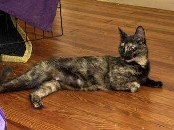 Miette (Francophone Litter) -  Domestic Short Hair and Tortoiseshell Cat for Adoption in Baltimore, Maryland - Miette (Francophone Litter) | PetCurious