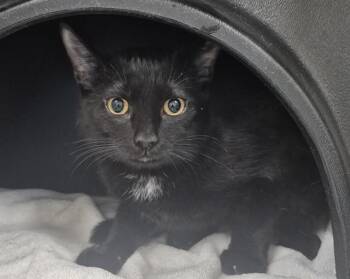 Domestic Short Hair Cats Available for Adoption in Vaughan, Ontario - PAPAYA | PetCurious