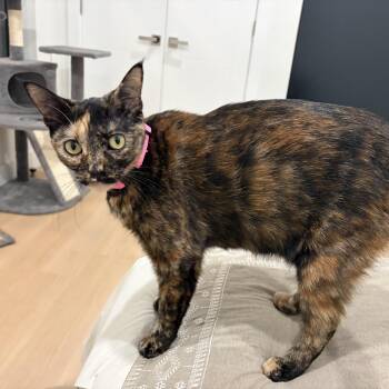 Faith Looking for a New Home -  Tortoiseshell Cat for Adoption in Clifton, New Jersey - Faith Looking For A New Home | PetCurious