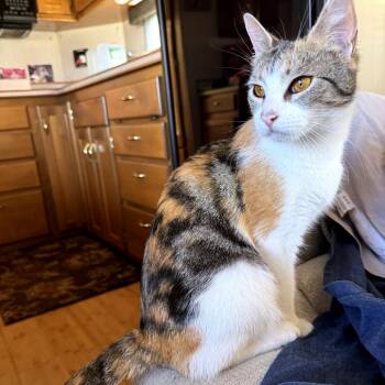 Hawaii -  Domestic Short Hair Cat for Adoption in Philadelphia, Pennsylvania - Hawaii | PetCurious