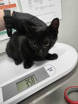 Rook -  Domestic Short Hair Cat for Adoption in Sevierville, Tennessee - Rook | PetCurious