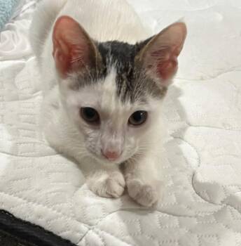 Rescue Domestic Short Hair and Turkish Van Cats for Adoption in Mission Viejo, California - Shep | PetCurious