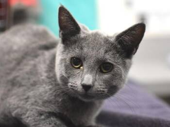 Princess Di -  Domestic Short Hair Cat for Adoption in Portland, Oregon - Princess Di | PetCurious