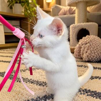 Cricket -  Domestic Short Hair and Siamese Cat for Adoption in Fort Worth, Texas - Cricket | PetCurious