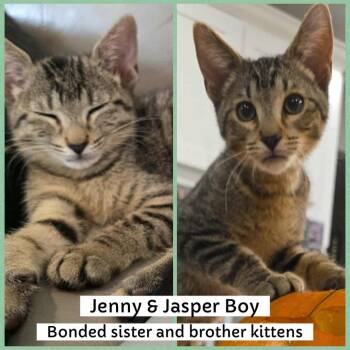 Rescue Domestic Short Hair Cats for Adoption in Mokena, Illinois - Jenny And Jasper Boy | PetCurious
