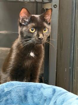 Mishka -  Bombay Cat for Adoption in Woodinville, Washington - Mishka | PetCurious