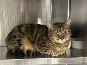 Domestic Short Hair Cats Available for Adoption - Biscuit | PetCurious