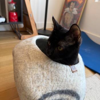 Blizzard -  Domestic Short Hair Cat for Adoption in New York, New York - Blizzard | PetCurious