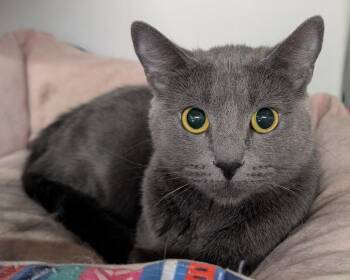 Page -  Russian Blue Cat for Adoption in Tucson, Arizona - Page | PetCurious