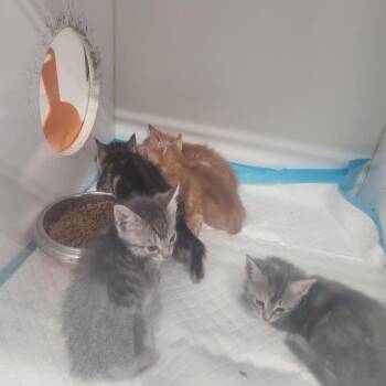 Versace -  Domestic Short Hair Cat for Adoption in Columbus, Georgia - Versace | PetCurious