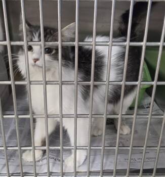 AMORA -  Domestic Long Hair and Domestic Short Hair Cat for Adoption in Anchorage, Alaska - AMORA | PetCurious