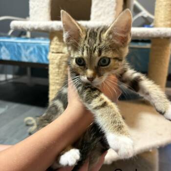 Curly -  American Shorthair Cat for Adoption in Sandy Springs, Georgia - Curly | PetCurious