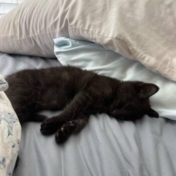 Daenerys -  Domestic Short Hair Cat Available for Adoption in Tallahassee, Florida - Daenerys | PetCurious