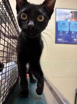 MS. WHITAKER WHISKERS -  Domestic Short Hair Cat for Adoption in Corpus Christi, Texas - MS. WHITAKER WHISKERS | PetCurious