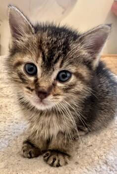 Tabby Cats Available for Adoption in Wayne, New Jersey - Rosemary | PetCurious