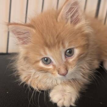 Domestic Medium Hair Cats Available for Adoption in Portage, Michigan - Hugo | PetCurious