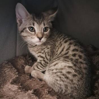 Daisy -  Domestic Short Hair Cat for Adoption in Concord, New Hampshire - Daisy | PetCurious