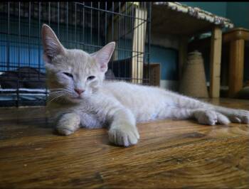 Dilbert -  Domestic Short Hair Cat for Adoption in Howell, Michigan - Dilbert | PetCurious