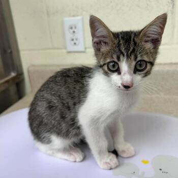 Romeo 26-07-036 -  Domestic Short Hair Cat for Adoption in Bastrop, Texas - Romeo 26-07-036 | PetCurious