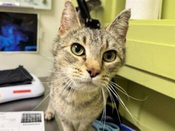 Domestic Short Hair Cats Available for Adoption in Pueblo, Colorado - FLORIDA | PetCurious