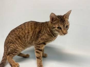 Ginny -  Domestic Short Hair Cat for Adoption in Minneapolis, Minnesota - Ginny | PetCurious