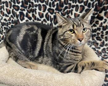 Slater -  Domestic Short Hair Cat for Adoption in Edinburg, Virginia - Slater | PetCurious