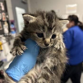 Sugar -  Domestic Short Hair Cat for Adoption in Greenville, South Carolina - Sugar | PetCurious