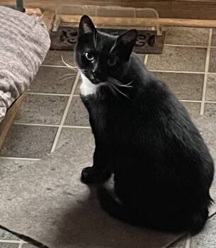 Rescue Domestic Short Hair Cats for Adoption in Mount Laurel Township, New Jersey - Fiona Orchard | PetCurious