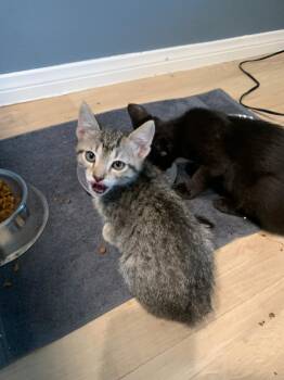 Stevie -  Domestic Short Hair Cat for Adoption in Los Angeles, California - Stevie | PetCurious