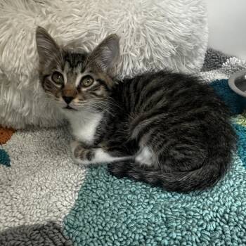 Finnegan -  Domestic Short Hair Cat for Adoption in Jupiter, Florida - Finnegan | PetCurious